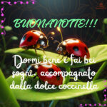 la coccinella buonanotte immagini nuove 7